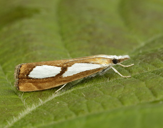 63.099 BF1313 Catoptria pinella