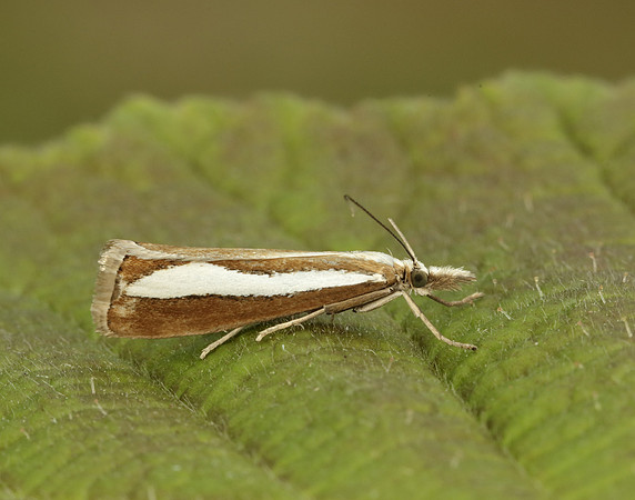 63.100 BF1314  Catoptria margaritella
