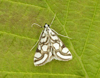 63.118 BF1350 Beautiful China-mark Nymphula nitidulata