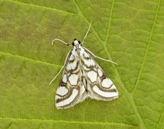 63.118 BF1350 Beautiful China-mark Nymphula nitidulata