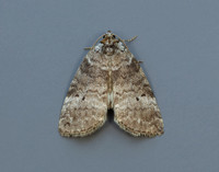 65.013 BF1657 Common Lutestring Ochropacha duplaris