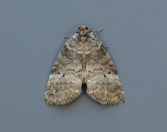 65.013 BF1657 Common Lutestring Ochropacha duplaris