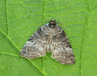 65.013 BF1657 Common Lutestring Ochropacha duplaris