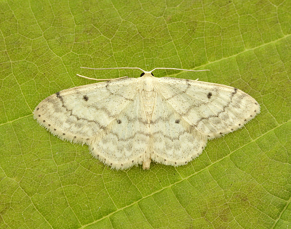 70.013 BF1702 Small Fan-footed Wave Idaea biselata