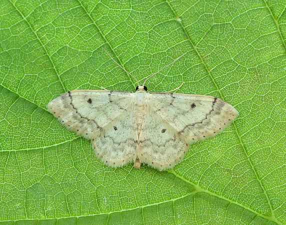 70.013 BF1702 Small Fan-footed Wave Idaea biselata