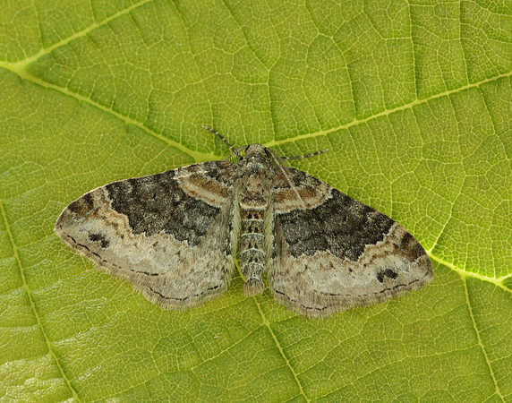 70.052 BF1725 Dark-barred Twin-spot Carpet Xanthorhoe ferrugata