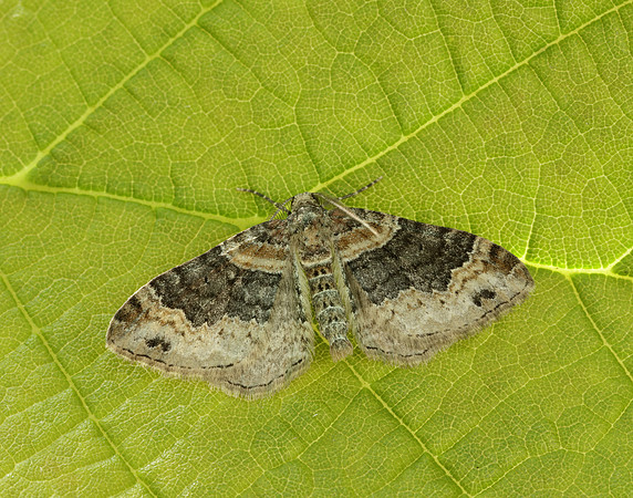 70.052 BF1725 Dark-barred Twin-spot Carpet Xanthorhoe ferrugata