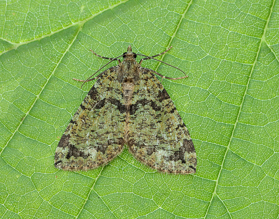 70.074 BF1777 July Highflyer Hydriomena furcata