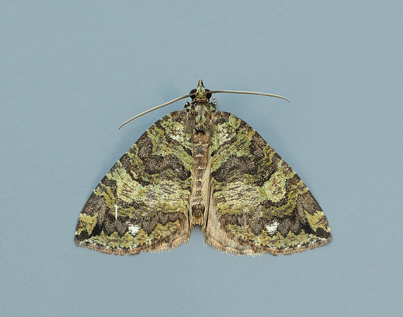 70.074 BF1777 July Highflyer Hydriomena furcata