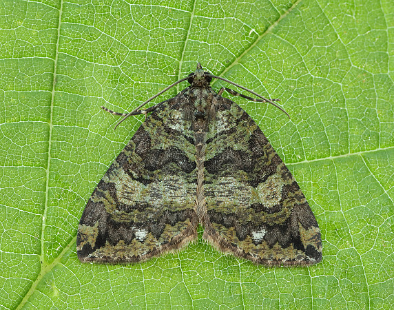 70.074 BF1777 July Highflyer Hydriomena furcata