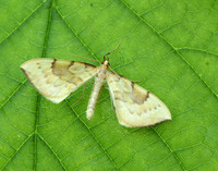 70.093 BF1758 Barred Straw Gandaritis pyraliata