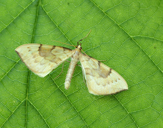 70.093 BF1758 Barred Straw Gandaritis pyraliata