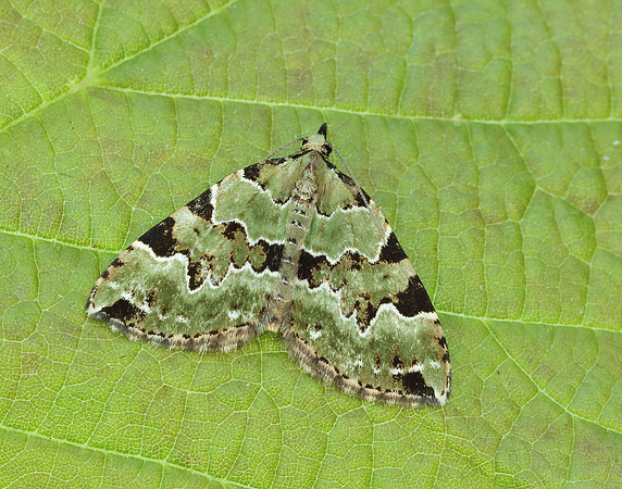 70.100 BF1776 Green Carpet Colostygia pectinataria