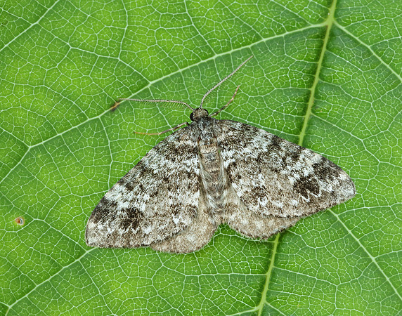70.131 BF1809 Twin-spot Carpet Mesotype didymata