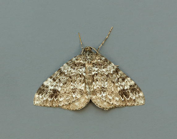 70.131 BF1809 Twin-spot Carpet Mesotype didymata