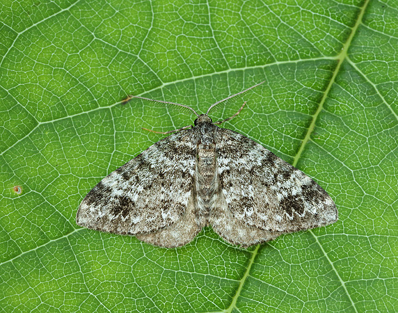 70.131 BF1809 Twin-spot Carpet Mesotype didymata