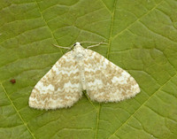 70.138 BF1808 Sandy Carpet Perizoma flavofasciata