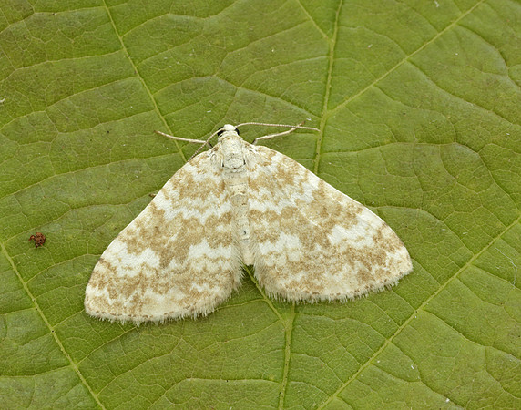 70.138 BF1808 Sandy Carpet Perizoma flavofasciata