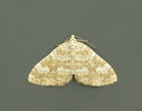 70.138 BF1808 Sandy Carpet Perizoma flavofasciata