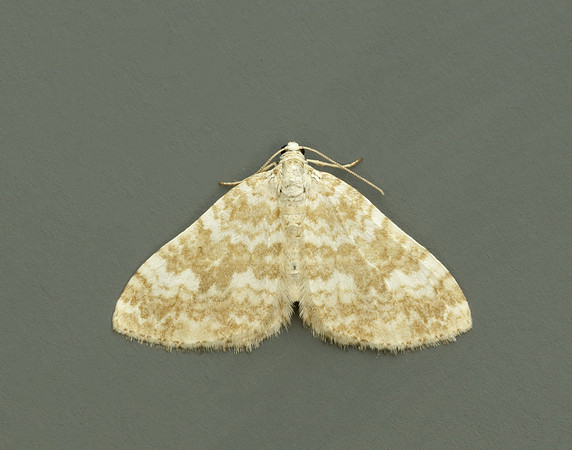 70.138 BF1808 Sandy Carpet Perizoma flavofasciata