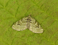 70.142 BF1858 V-Pug Chloroclystis v-ata