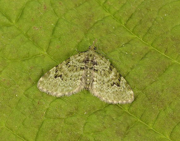 70.142 BF1858  V-Pug Chloroclystis v-ata