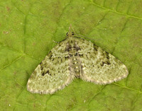 70.142 BF1858 V-Pug Chloroclystis v-ata