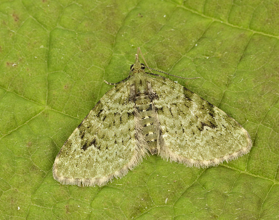 70.142 BF1858  V-Pug Chloroclystis v-ata