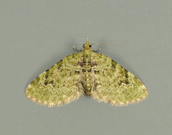70.142 BF1858  V-Pug Chloroclystis v-ata
