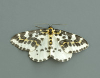 70.205 BF1884 Magpie Abraxas grossulariata