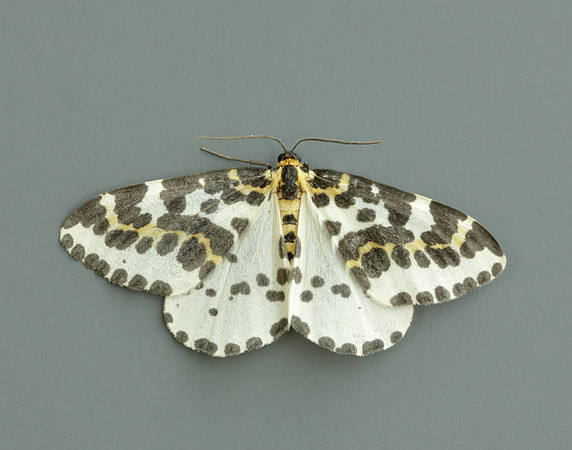 70.205 BF1884 Magpie Abraxas grossulariata