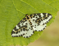 70.205 BF1884 Magpie Abraxas grossulariata