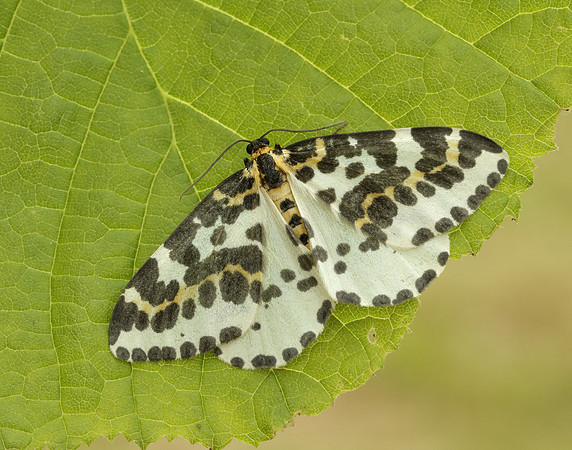70.205 BF1884 Magpie Abraxas grossulariata