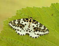 70.205 BF1884 Magpie Abraxas grossulariata