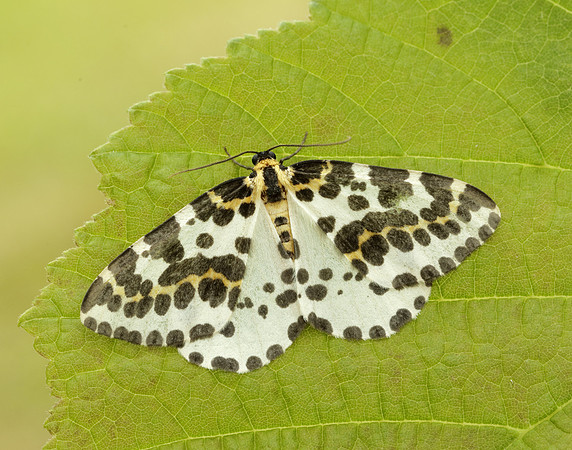 70.205 BF1884 Magpie Abraxas grossulariata