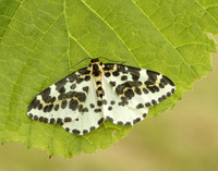 70.205 BF1884 Magpie Abraxas grossulariata