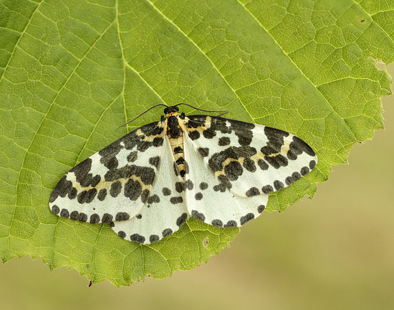 70.205 BF1884 Magpie Abraxas grossulariata