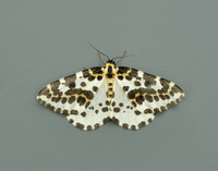 70.205 BF1884 Magpie Abraxas grossulariata