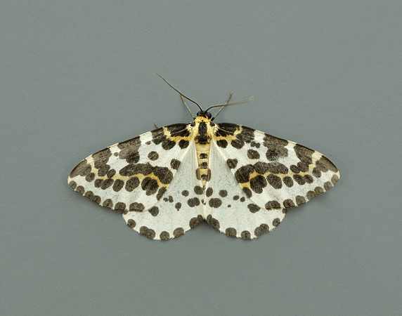 70.205 BF1884 Magpie Abraxas grossulariata