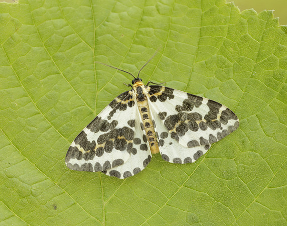 70.205 BF1884 Magpie Abraxas grossulariata