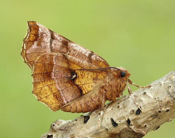 70.237 BF1917 Early Thorn Selenia dentaria
