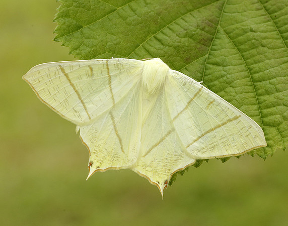 70.243 BF1922 Swallow-tailed Moth Ourapteryx sambucaria
