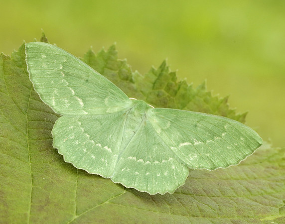 70.299 BF1666 Large Emerald Geometra papilionaria