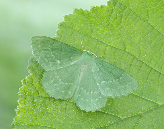 70.299 BF1666 Large Emerald Geometra papilionaria