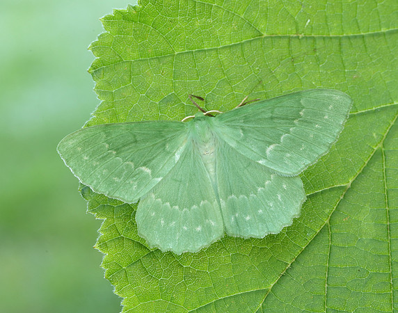 70.299 BF1666 Large Emerald Geometra papilionaria