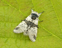71.006 BF1996 Alder Kitten Furcula bicuspis