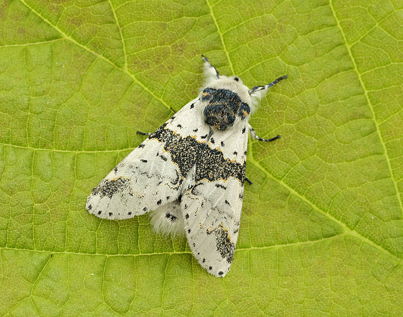 71.006 BF1996 Alder Kitten Furcula bicuspis