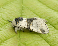 71.006 BF1996 Alder Kitten Furcula bicuspis