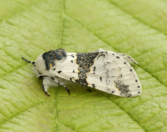 71.006 BF1996 Alder Kitten Furcula bicuspis