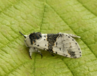 71.006 BF1996 Alder Kitten Furcula bicuspis